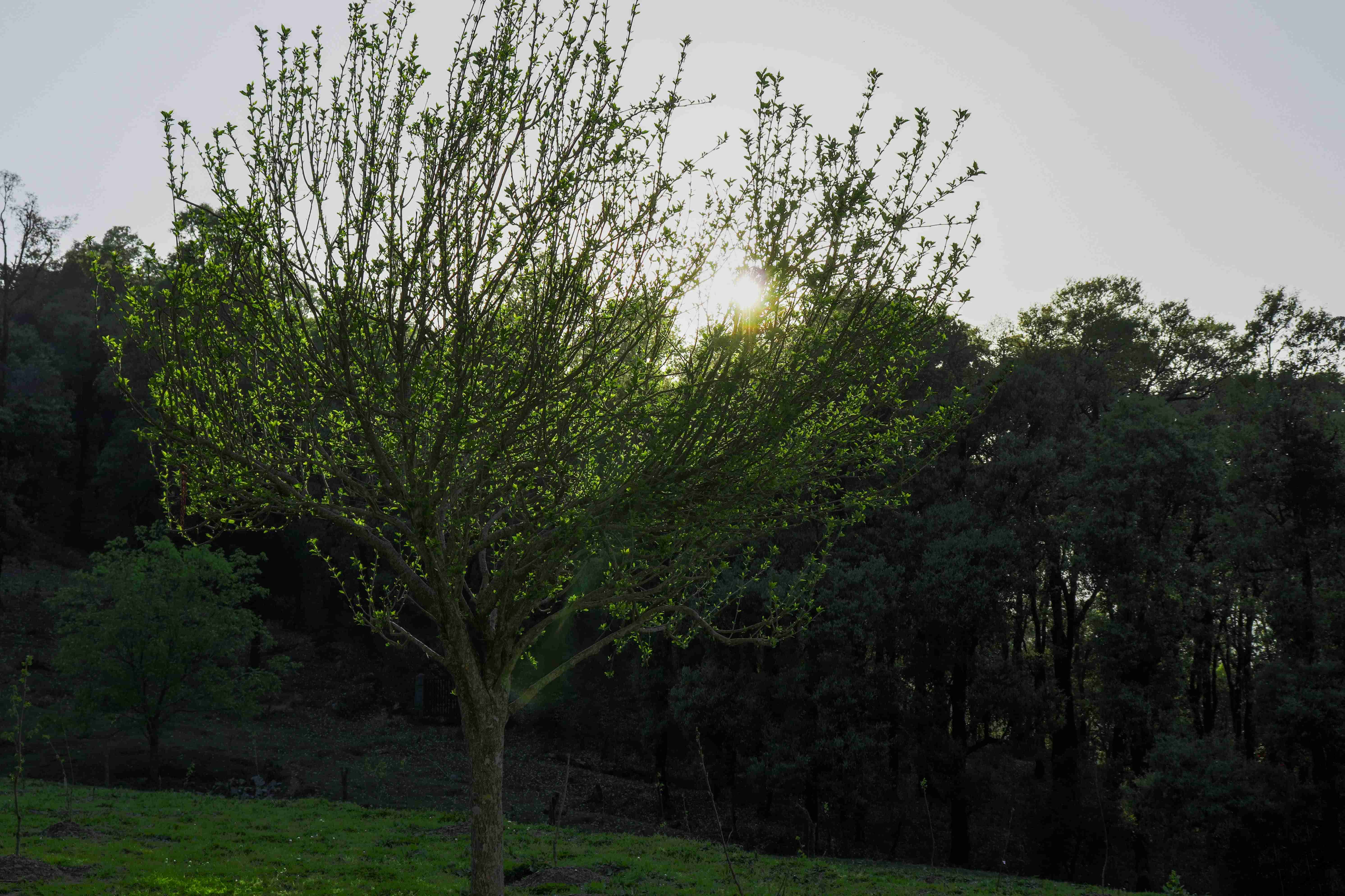gallery_image